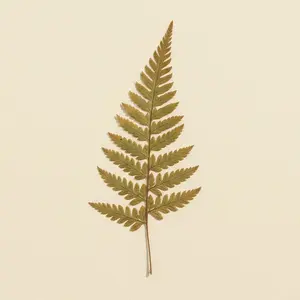 Fougère séché, planche d'herbier