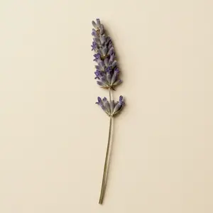 Lavande séché, planche d'herbier