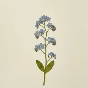 Myosotis séché, planche d'herbier