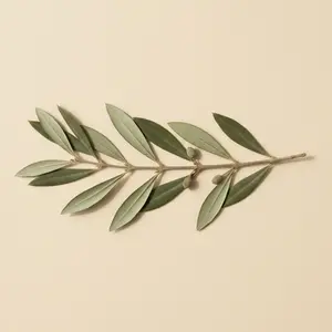 Olivier séché, planche d'herbier