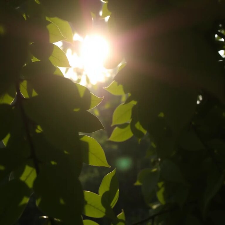 Des feuilles vertes à contre-jour