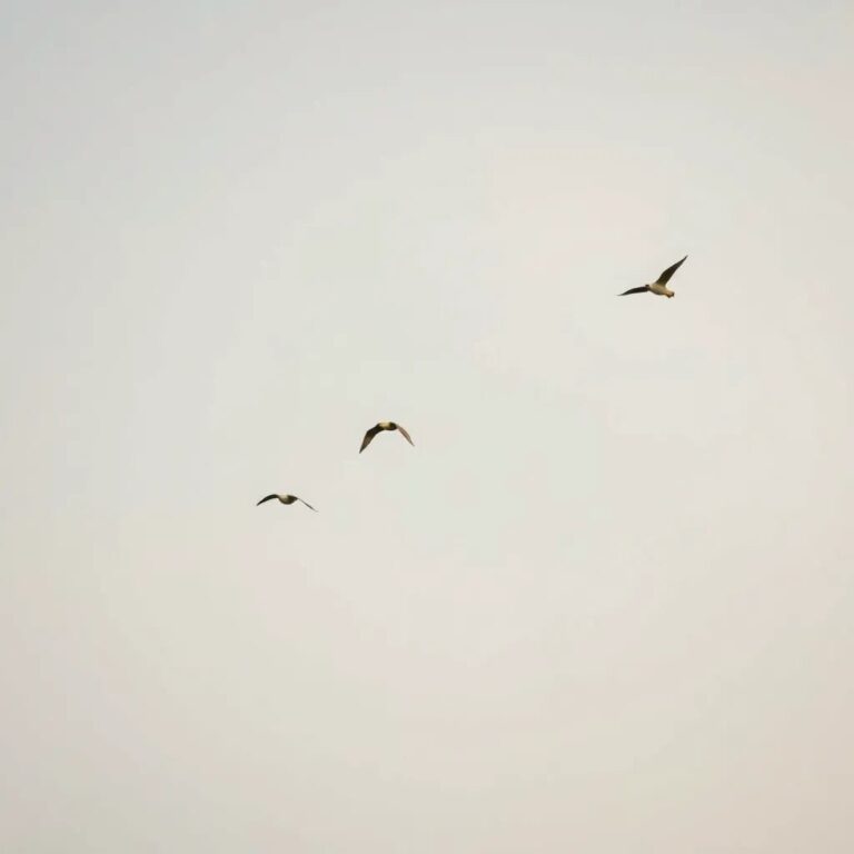 Des oiseaux dans un ciel doux