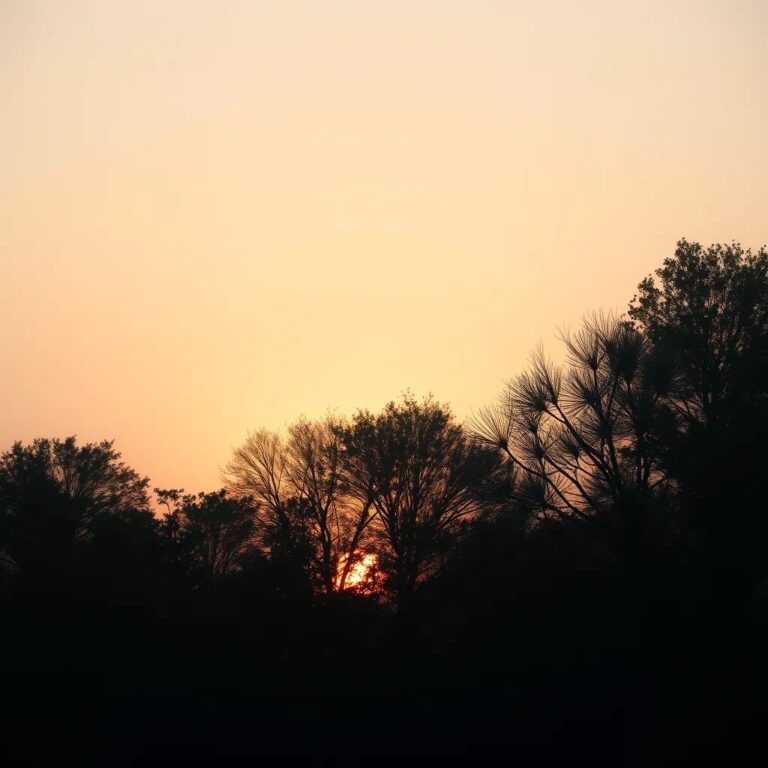 Le soleil couchant derrière une rangée d'arbres