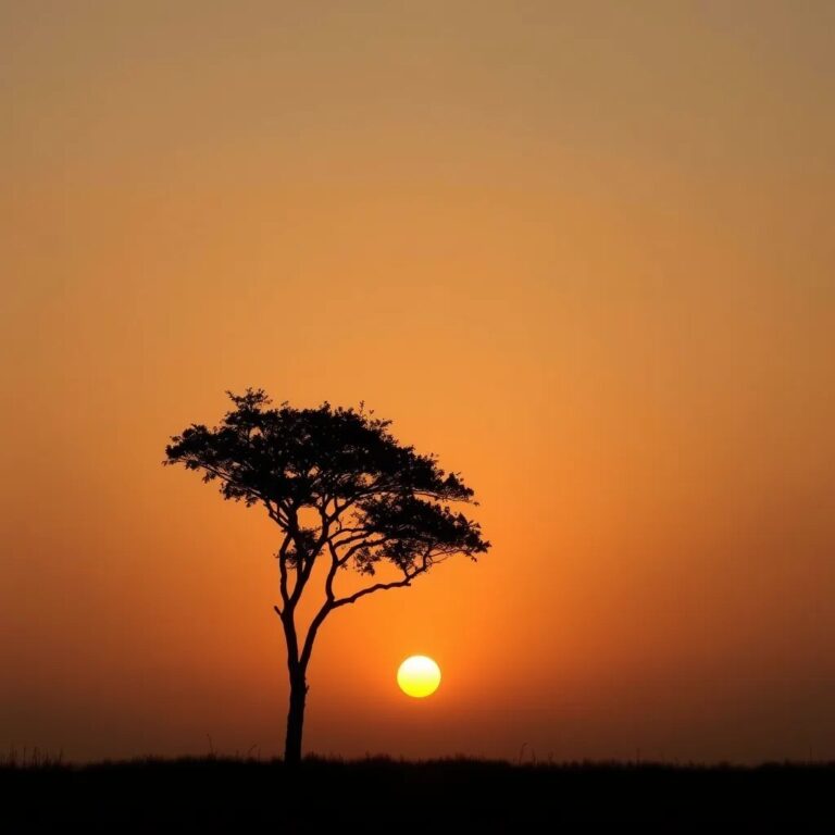 Un arbre seul au coucher du soleil