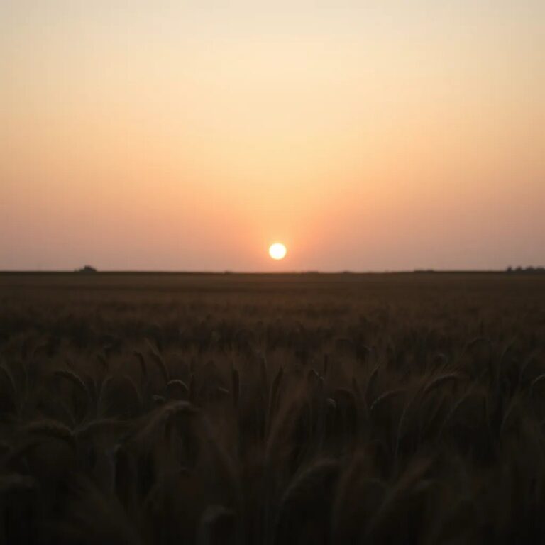 Un coucher de soleil sur un champ de blé