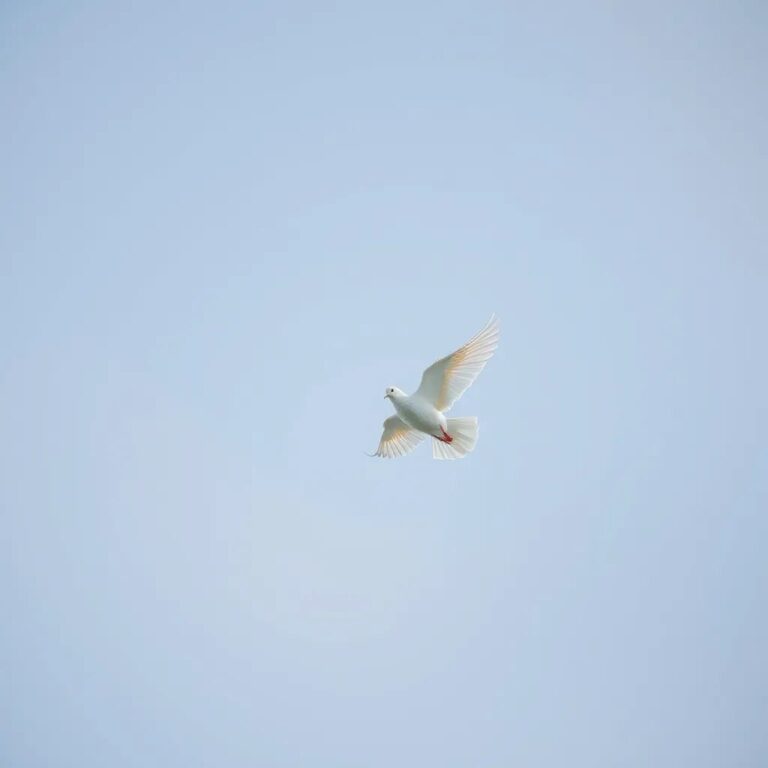 Une colombe blanche dans un ciel bleu pâle