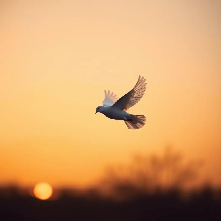 Une colombe en vol au coucher du soleil